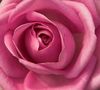 pink rose