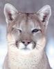 A cougar winking at you