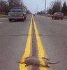 Road Kill