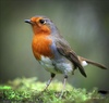 Robin