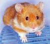 a cute lil' hamster