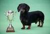 Trophy for being a wonderful pet