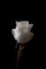 White rose for a special friend
