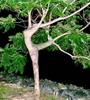 Dancing Tree (for hippies only)