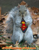 Super Squirrel leap tall acorns 