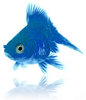 Blue Fish!