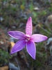 Enamel Orchid