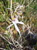 Spider Orchid