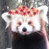 Twitter the Red Panda Geisha!
