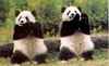 the Panda Dance!!!