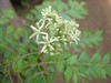 Curry Flowers