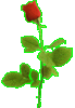 single rose