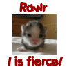 Rawr Kitten