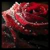 A Blood Rose