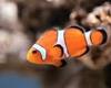 a nemo (clown fish)