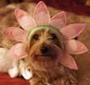 Cute flower dog