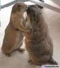 Animals Kiss