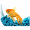 Goldie (Your Pets Pet)