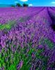 ♥ in lavender