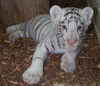 White Tiger Cub