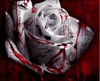 Blood Rose