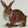 Tiger-Rabbit (Rare Breed)