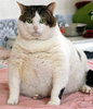 lovely fat cat 