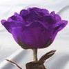 purple rose