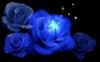 blue rose