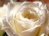 wedding rose