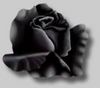 black rose