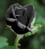 Black Rose