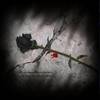 Black Rose - A Poetry within