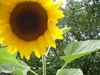 Sunflower for you