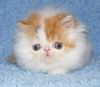 Kitten Minion (Fully Trained)