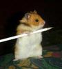 Hamster Minion (Fully Trained)