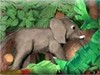 Elephant Home