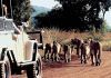 Go on a Game Drive