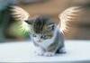 a kittie kat angel