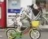 Doggie shopping bike