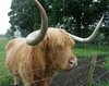 A Very Fuzzy Cow