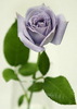 purple lilac lavender rose