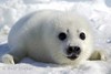 A Seal puppy