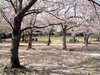 trip to e cherry blossom trees