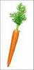 Carrot, Single
