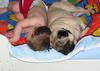 Pug Hug