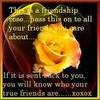 A yellow rose of Friendship