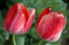 the smell of rain on tulips