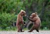 Kung Fu BearS!