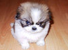 Angry Puppy